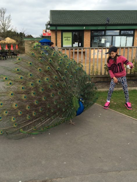 Animals from Blackpool Zoo